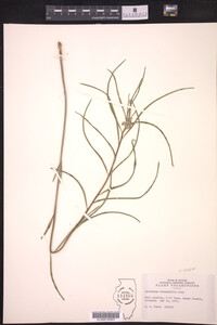 Asclepias stenophylla image