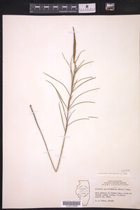 Asclepias stenophylla image