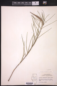 Asclepias stenophylla image