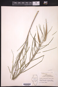 Asclepias stenophylla image
