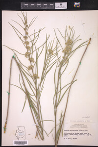 Asclepias stenophylla image