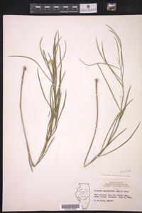 Asclepias stenophylla image