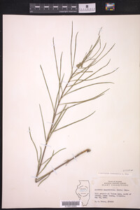 Asclepias stenophylla image