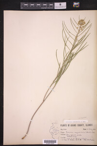 Asclepias stenophylla image