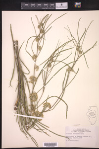 Asclepias stenophylla image