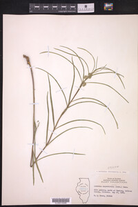 Asclepias stenophylla image