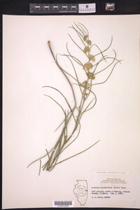 Asclepias stenophylla image