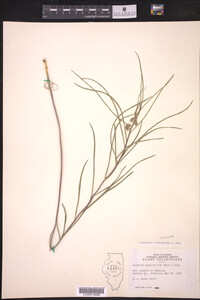 Asclepias stenophylla image