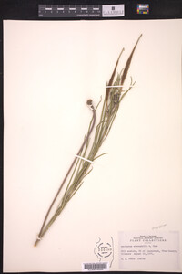 Asclepias stenophylla image