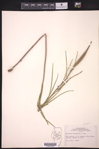 Asclepias stenophylla image