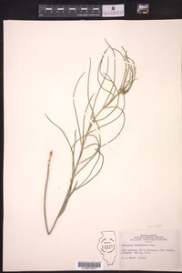 Asclepias stenophylla image