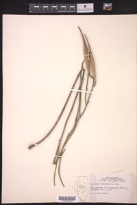 Asclepias stenophylla image