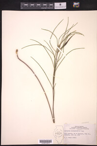 Asclepias stenophylla image