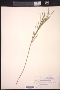 Asclepias stenophylla image