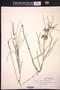 Asclepias stenophylla image