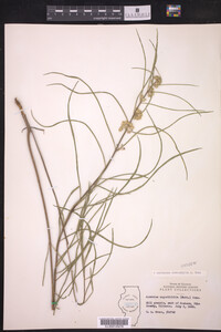 Asclepias stenophylla image