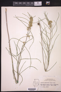 Asclepias stenophylla image
