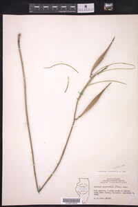 Asclepias stenophylla image