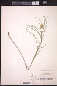 Asclepias stenophylla image