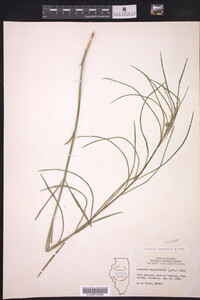 Asclepias stenophylla image