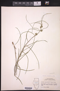 Asclepias stenophylla image