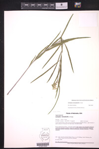 Asclepias stenophylla image