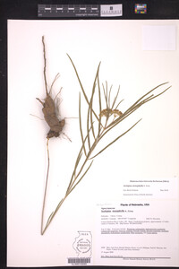 Asclepias stenophylla image