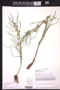 Asclepias stenophylla image