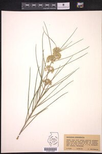 Asclepias stenophylla image