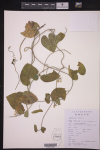 Image of Cynanchum chinense