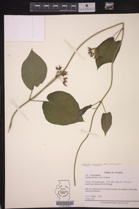 Matelea decipiens image