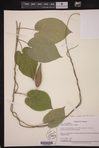 Matelea decipiens image