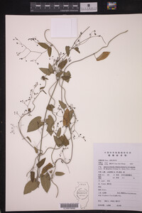 Image of Tylophora floribunda