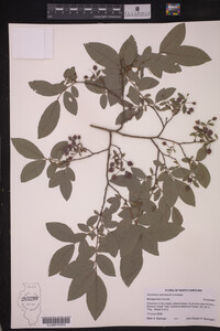 Vaccinium stamineum image