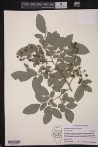 Image Associated With the Occurrence