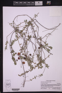 Vaccinium macrocarpon image