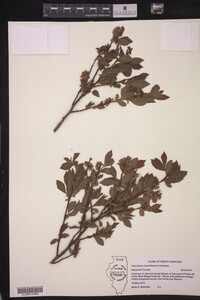 Vaccinium corymbosum image