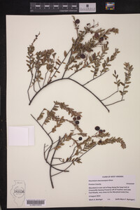 Vaccinium macrocarpon image