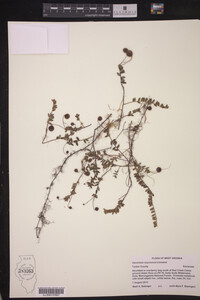 Vaccinium oxycoccos image