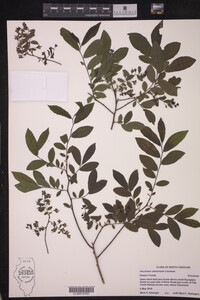 Vaccinium stamineum image