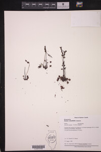 Drosera rotundifolia image