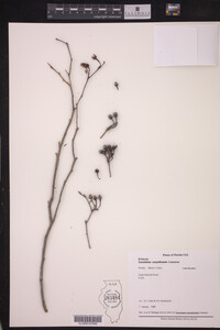 Vaccinium corymbosum image
