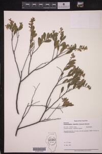 Chamaedaphne calyculata image