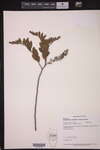 Chamaedaphne calyculata image