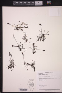 Drosera intermedia image