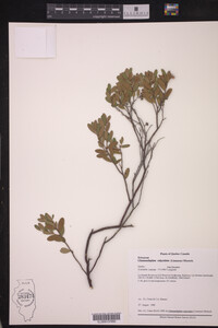 Chamaedaphne calyculata image