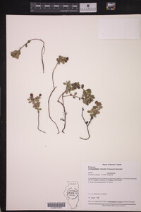 Arctostaphylos uva-ursi image