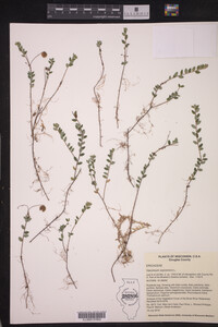 Vaccinium oxycoccos image