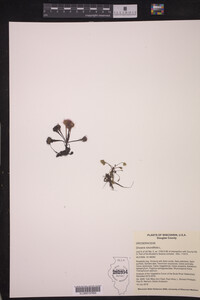 Drosera rotundifolia image
