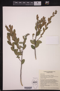 Chamaedaphne calyculata image